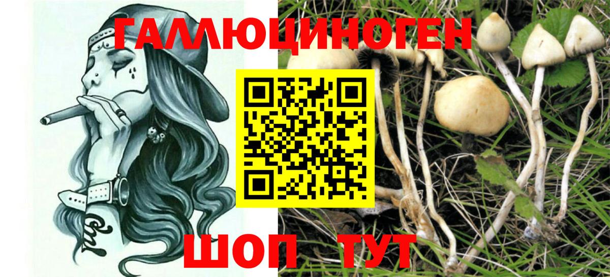 Псилоцибиновые грибы Psilocybine cubensis Волоколамск